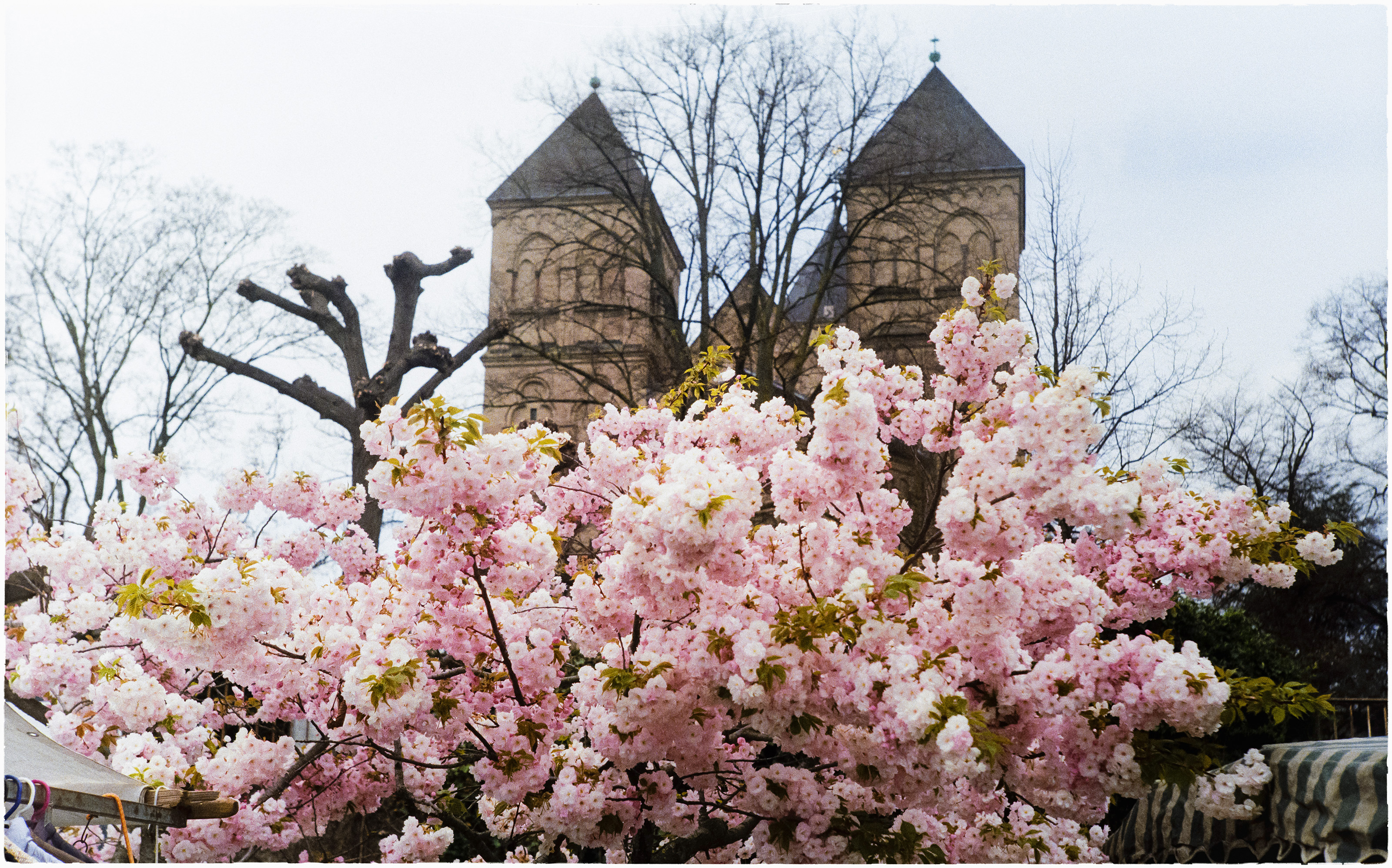 Kirschbluete Rheinufer  05.04.2026